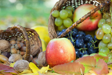 Naklejka na ściany i meble Organic fruit in basket in autumn grass