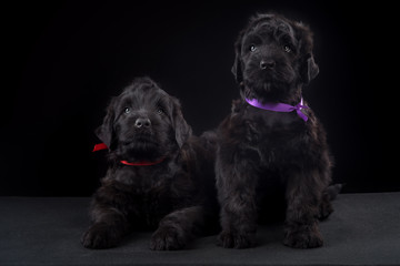 two puppy big black terrier