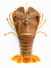 Flathead lobster, Lobster Moreton Bay bug, Oriental flathead lob