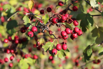 Close up of branch with red autumn berries.