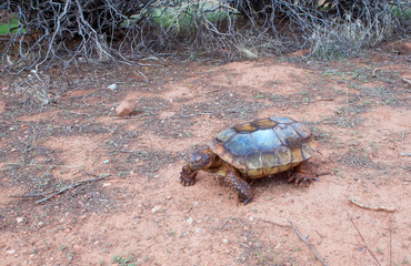 Obraz premium Tortoises (Gopherus agassizii and Gopherus morafkai) walking on