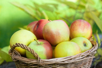 Red and green apples in autumn