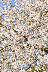 Japanese cherry tree flowers in full bloom