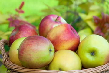 Close up of apples in the basket