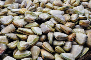 Clams seafood