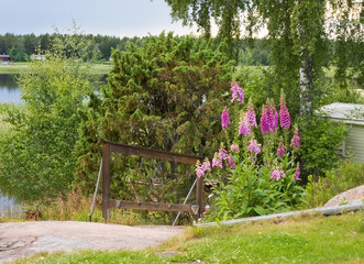 Pink and purple lupine flowers and Midsummer vegetation in Varmland, Sweden.