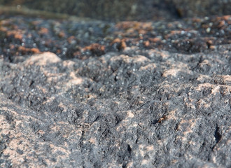 Forest ant on granite bedrock in Varmland, Sweden.