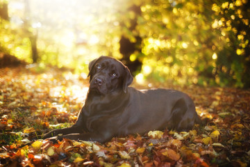 Brown Labrador Retriever lies on a sunny day on the background of autumn leaves