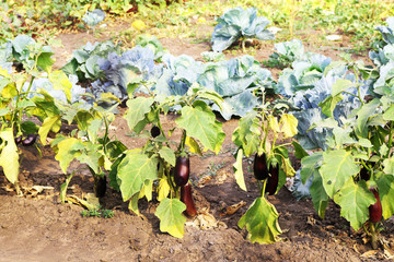 Bushes of eggplants ready to pick in the garden outdoors