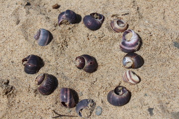 Shells on the sand