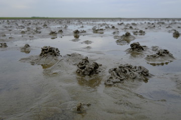 Das Watt, Nieders&auml;chsisches Wattenmeer, Niedersachsen, Deutschl