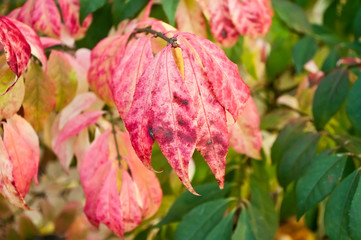 détail plantes ornementales de feuilles colorées de rose en automne