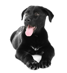 Adorable young black Labrador lying on white background