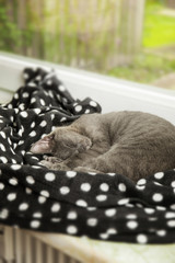 Katze liegt gemütlich auf der Fensterbank