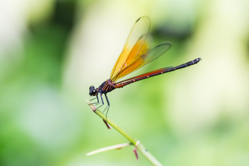 Dragonfly