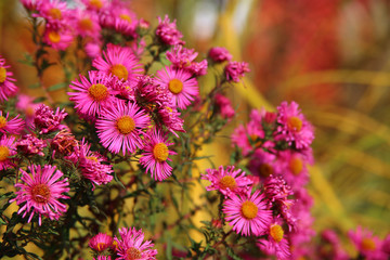 Obraz premium rosa Blüten