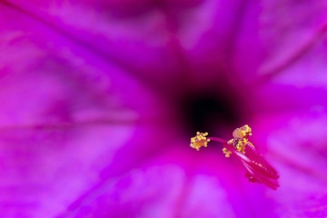 anthers of a flower