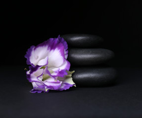 Balanced pebbles with beautiful flower on dark grey background