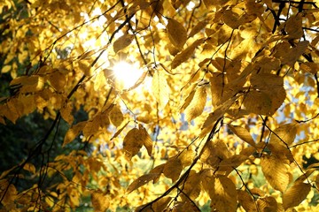 Hainbuche mit Herbstfärbung in einem Park bei Sonnenuntergang