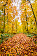 Fototapeta premium Herbstwald