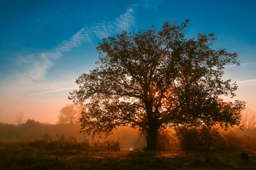Fototapeta na wymiar autumn landscape, trees in the mist at dawn