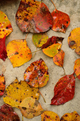 Fall leaves scattered on concrete
