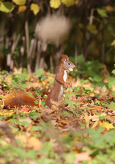 niedliches Eichhörnchen