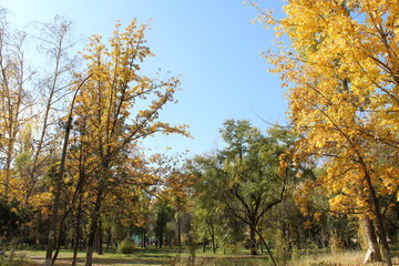 Small park in the urban district. Kyrgyzstan, Bishkek.