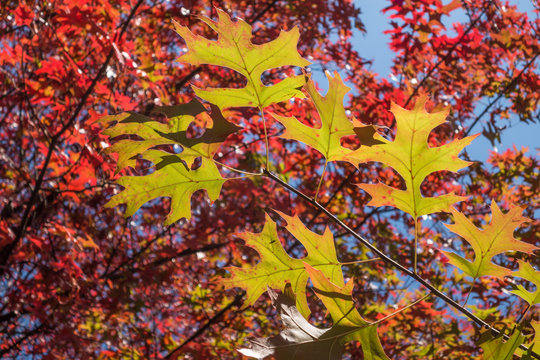 I colori caldi autunnali delle foglie sui rami  degli alberi con lo sfondo del cielo 