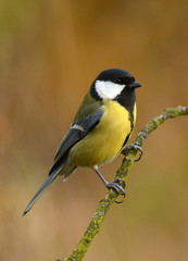 Great tit