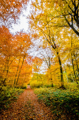 Naklejka premium Herbstwald