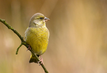 European Greenfinch ( Carduelis chloris )