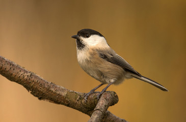 Willow Tit (Poecile montanus)