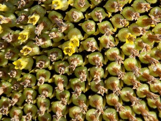 Sunflower texture