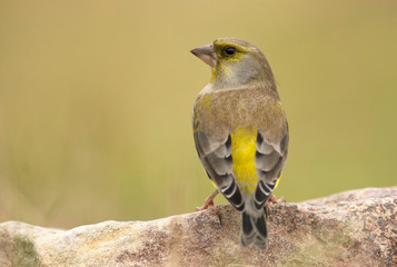 European Greenfinch ( Carduelis chloris )