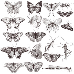 Collection of vector hand drawn butterflies © Mary fleur