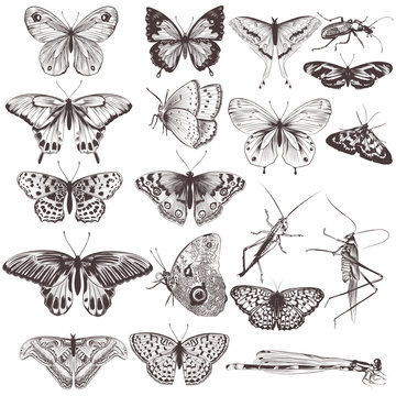 Collection of vector hand drawn butterflies