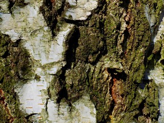 Birch tree bark texture