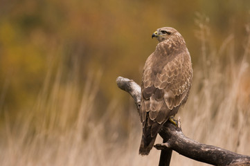 Common buzzard (buteo buteo)