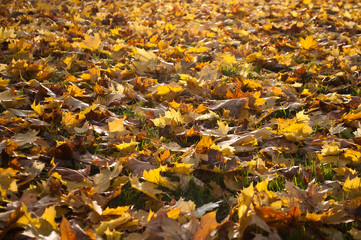 feuilles d'érables tombées sur le sol en automne