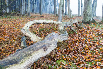 Geisterwald