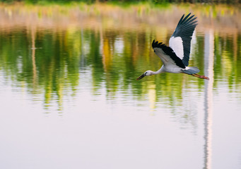 Flying Asian Openbill