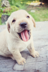 Labrador puppy dog