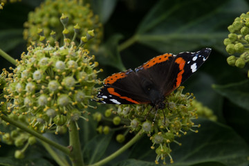 Admiral Schmetterling