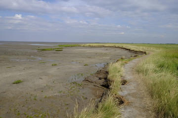 Europäischer Queller, Salicornia europaea, im Nationalpark Nied