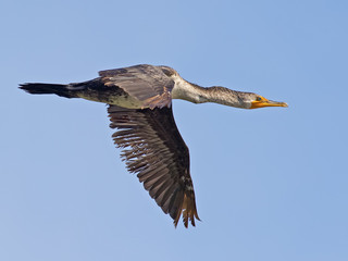 Double-crested Cormorant