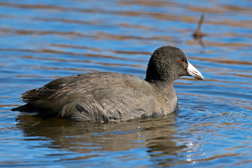 American Coot