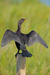 Double-crested Cormorant