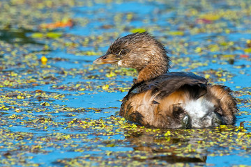Pied-billed Grebe