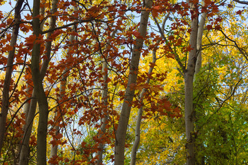Herbst Blätter - Bäume im Herbst